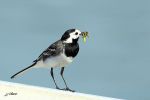 Bergeronnette grise - Motacilla alba(yarellii) _ nourrissant.