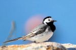 Bergeronnette grise - Motacilla alba_alba