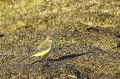 Bergeronnette printanière - Motacilla flava _ 1er Hiver_