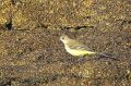 Bergeronnette printanière - Motacilla flava _ capturant des mouches