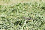 Bergeronnette printanière - Motacilla flava _ juv.JPG