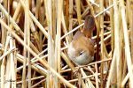 Bouscarle de cetti - Cettia cetti _