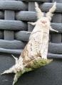 Calliteara pudibunda - La Patte étendue _ Lymantridae.JPG