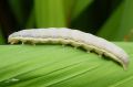 Chenille - Lacanobia oleracea - La Potagère _  noctuidae
