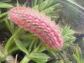 Chenille de Celastrina argiolus _ l‘Azuré des nerpruns _ Lycaenidae