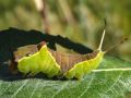 Chenille de Cerura vinula - La Grande queue fourchue_ Notodontidae