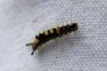 Chenille de L‘Orgyia antiqua - L‘Étoilée _ Lymantriidae