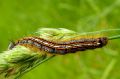 Chenille de La Livrée - Malacosoma neustria _ lasiocampidae
