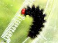 Chenille de La Mélitée du Plantain - Melitaea cinxia-_