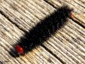 Chenille de La Mélitée du Plantain - Melitaea cinxia_