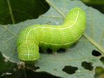 Chenille de La Téniocampe constante - Orthosia cerasi _ noctuidae