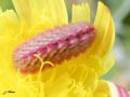 Chenille de Lycaenidae - Celastrina argiolus _ l‘Azuré des Nerpruns