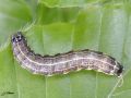 Chenille de l‘Orthosie farineuse - Orthosia cruda _noctuidae (2)