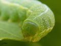 Chenille de l‘Orthosie variable - Orthosia incerta (tête)