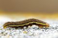 Chenille de la Noctuelle du Thélyptéris - Lacanobia splendens _ Noctuidae