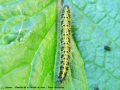 Chenille de la Piéride du Chou - Pieris brassicae