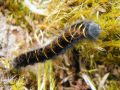 Chenille du Bombyx de la ronce - Macrotylacia rubi _ Lasiocampidae (jeune chenille)