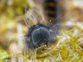Chenille du Bombyx de la ronce - Macrotylacia rubi _ Lasiocampidae (tête)