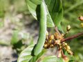 Chenille du Citron - Gonepteryx rhamni