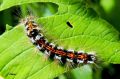 Chenille du Cul doré - Euproctis similis 