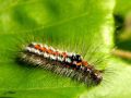 Chenille du Cul doré - Euproctis similis _ Lymantriidae  -