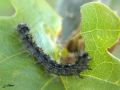 Chenille du Disparat,Le Bombyx disparate - Lymantria dispar _ Lymantriidae