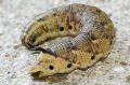 Chenille du Sphinx du liseron - Agrius convolvuli.JPG