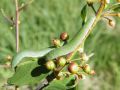 Chenilles du Citron - Gonepterix rhamni _ pieridae