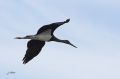 Cigogne noire - Ciconia nigra _ juv.JPG