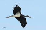 Cigogne noire - Ciconia nigra _ juvénile.JPG