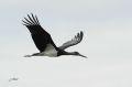 Cigogne noire - Ciconia nigra _ juvénile.JPG
