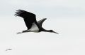 Cigogne noire - Ciconia nigra _ juvénile_20 août.JPG