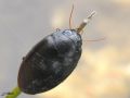 Coléoptère aquatique - Ilybius sp