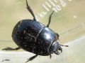 Coléoptère_Histeridae - Hister sp
