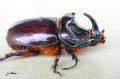 Coleoptera_Dynastidae _ Orictes nasicornis - Le Rhinocéros