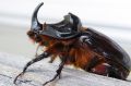 Coleoptera_Dynastidae _ Orictes nasicornis - Le Rhinocéros_