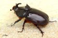 Coleoptera_Dynastidae _ Orictes nasicornis - Le Rhinocéros
