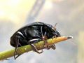 Coleoptera_Dytiscidae - Ilybius sp 