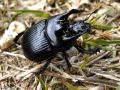 Coleoptera_Geotrupidae - Typhaeus typhoeus-_