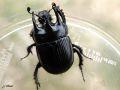 Coleoptera_Geotrupidae - Typhaeus typhoeus_( Le Minotaure)