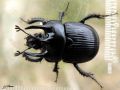 Coleoptera_Geotrupidae - Typhaeus typhoeus_ mâle
