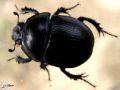 Coleoptera_Getrupidae - Anoplotrupes stercorosus
