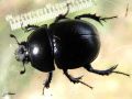 Coleoptera_Getrupidae - Anoplotrupes stercorosus_