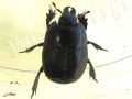 Coleoptera_Hesteridae - Hister sp
