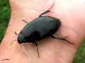 Coleoptera_Hydrophilidae - Hydrophilus piceus