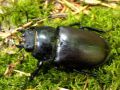 Coleoptera_Lucanidae - Lucanus cervus _ femelle