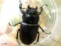 Coleoptera_Lucanidae - Lucanus cervus _ femelle (août)
