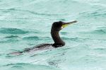 Cormoran huppé - Phalacrocorax aristotelis.JPG