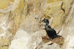 Cormoran huppé - Phalacrocorax aristotelis _ femelle sur nid