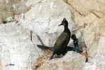 Cormoran huppé - Phalacrocorax aristotelis _ couple